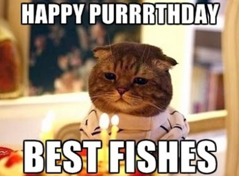 cat birthday memes - happy birthday cat meme - Happy Purrrthday > Best Fishes