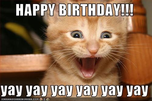 cat birthday memes - happy birthday cat meme - Happy Birthday!!! yay yay yay yay yay yay Toanhasoherzburger.Com