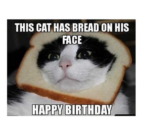 cat birthday memes - cat birthday meme - This Cat Has Bread On His Face Happy Birthday