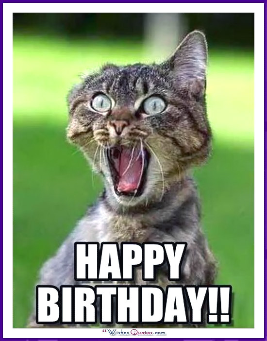 cat birthday memes - happy birthday funny cat - Happy Birthday!! "Wishes Quotes.com