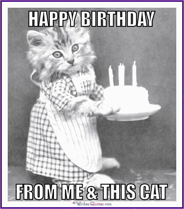 cat birthday memes - happy birthday cat meme - Happy Birthday From Me & This Cat Wishes Quotes.com