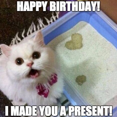 cat birthday memes - happy birthday cat meme - Happy Birthday! Acma I Made You A Present!