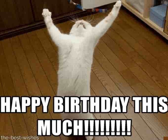 cat birthday memes - happy birthday cute meme - Happy Birthday This Much!!!!!!!!! thebestwishes