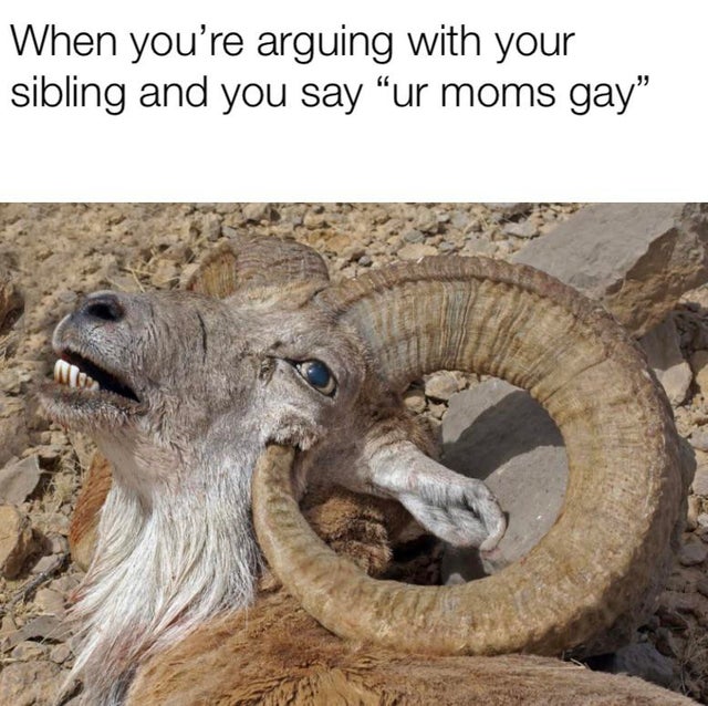 dank memes reddit - ram horn kills itself - When you're arguing with your sibling and you say
