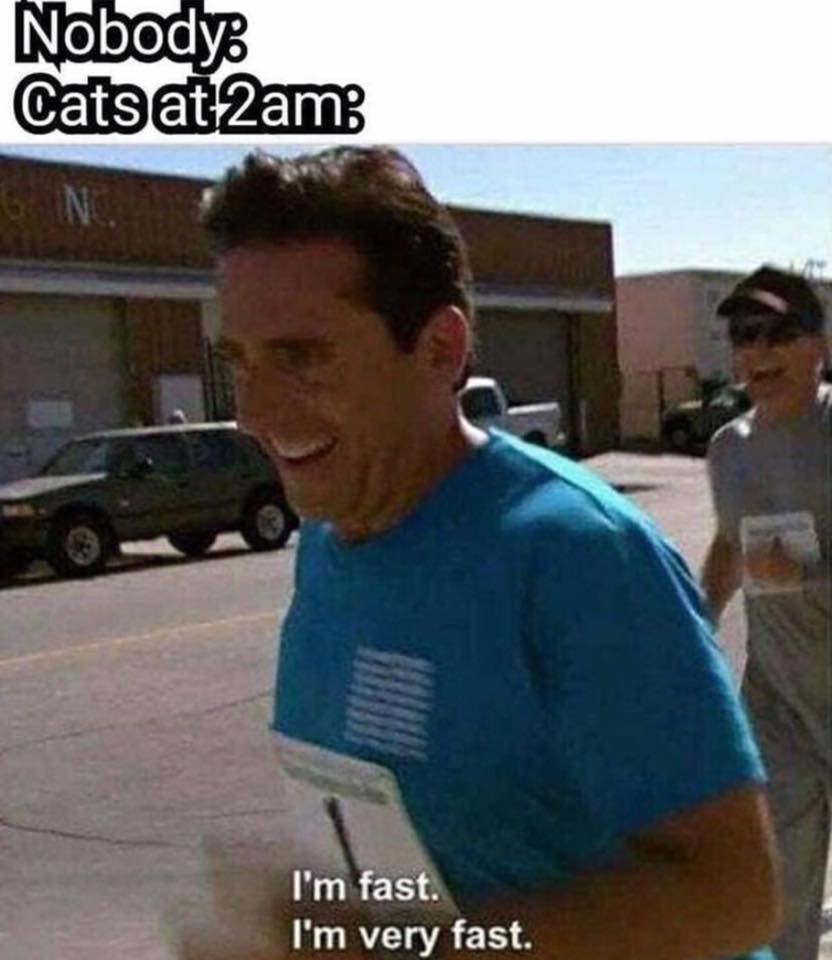 clean memes - i m fast i m very fast meme - Nobody Cats at 2am I'm fast. I'm very fast.