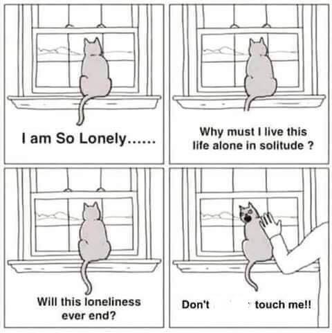 clean memes - lonely cat meme - I am So Lonely...... Why must I live this life alone in solitude ? Will this loneliness ever end? Don't touch me!!