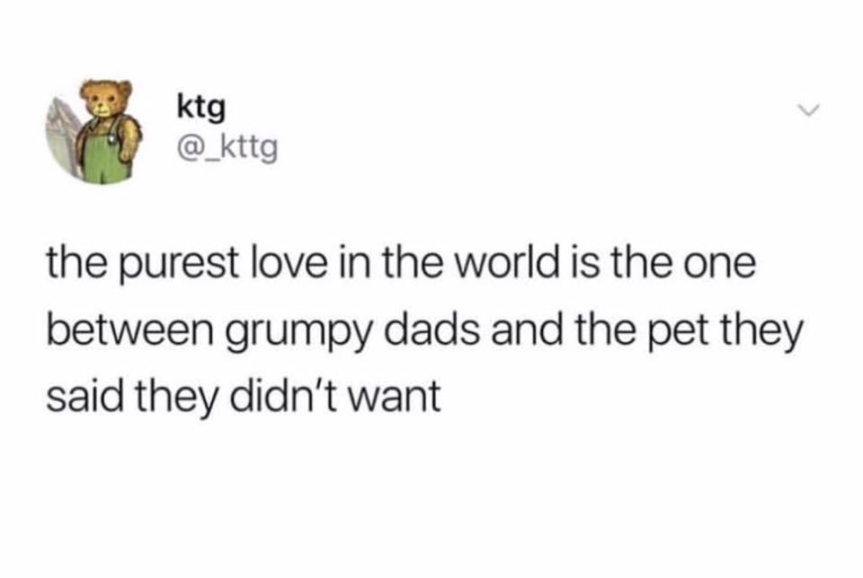 clean memes - purest love in the world - ktg the purest love in the world is the one between grumpy dads and the pet they said they didn't want