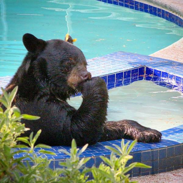 bear hot tub - st