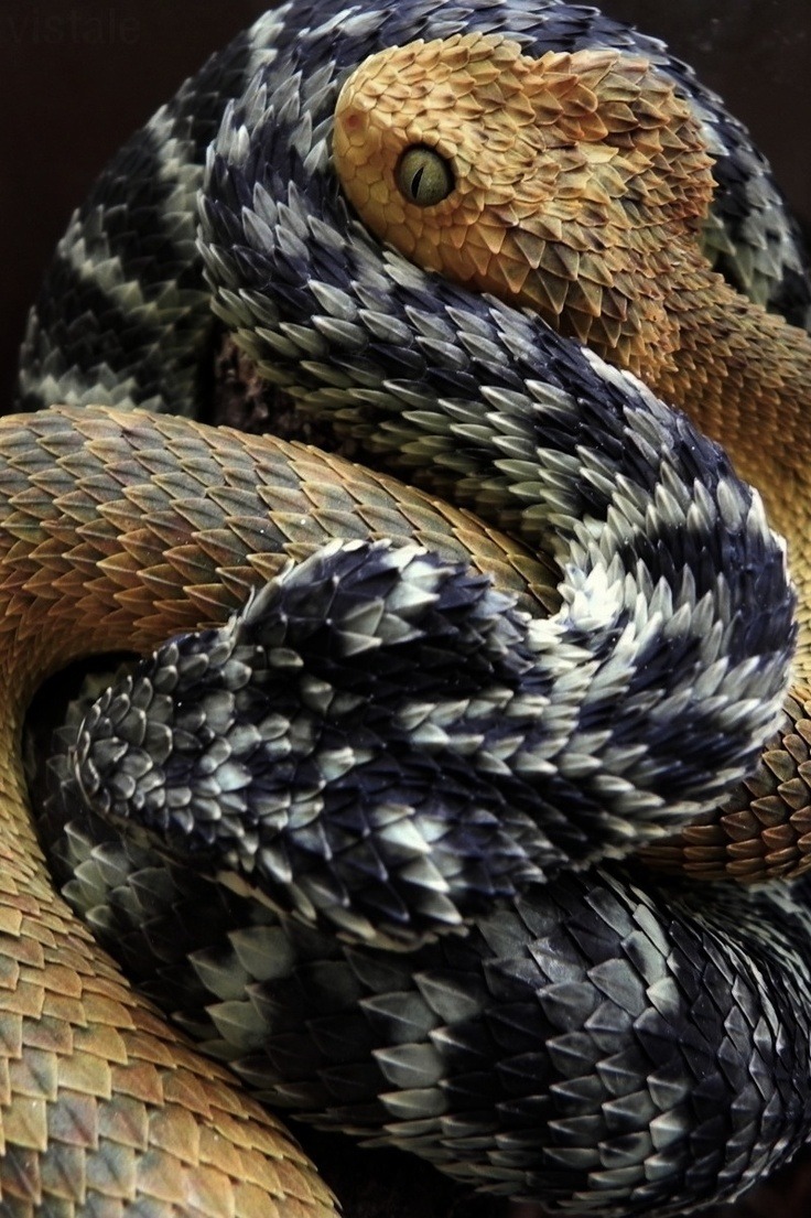 snake picture of a bush viper snake