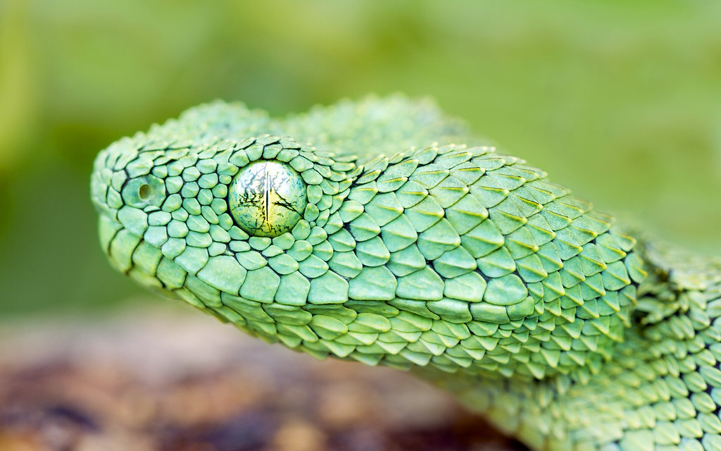 green bush viper head up close