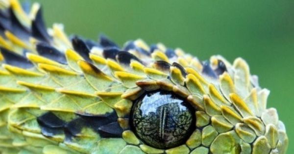 snake pic of a bush viper snake