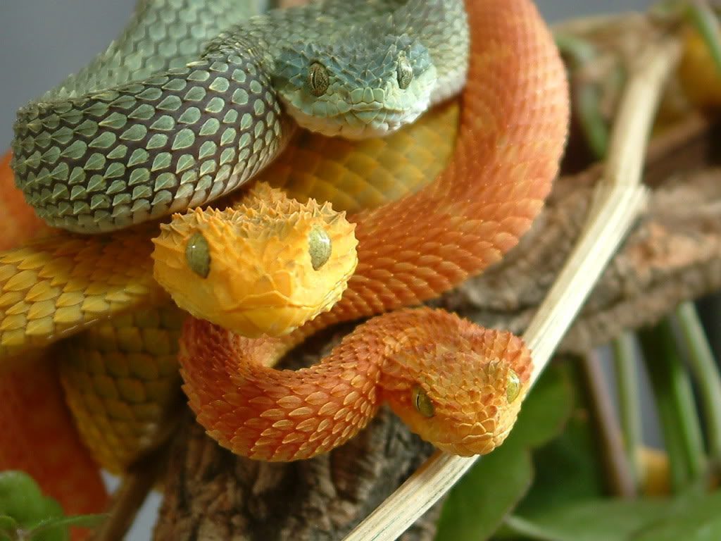 snake picture of a variable bush vipers