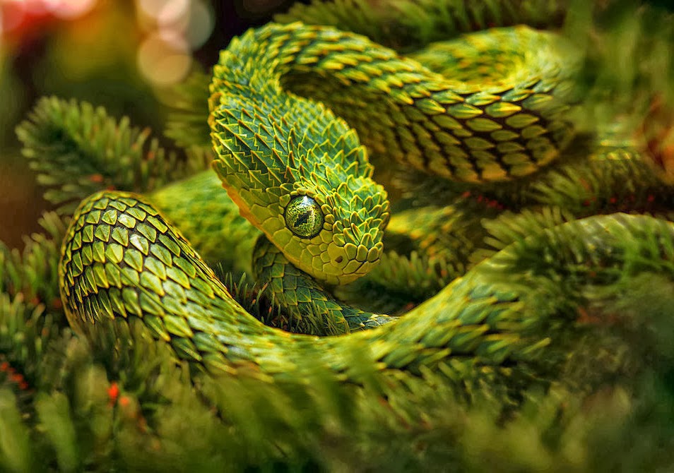 green snake