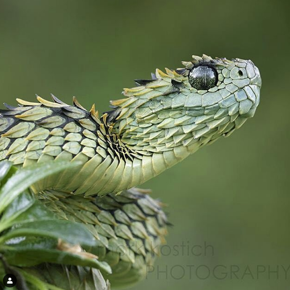 snake bush viper - ostich Photograph