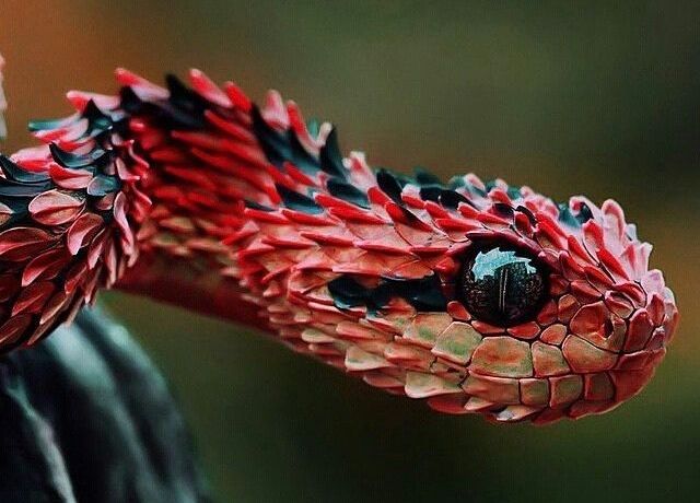 snake picture of a bush pit viper