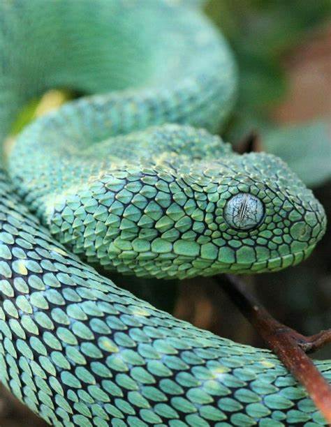 snake picture of a bush viper