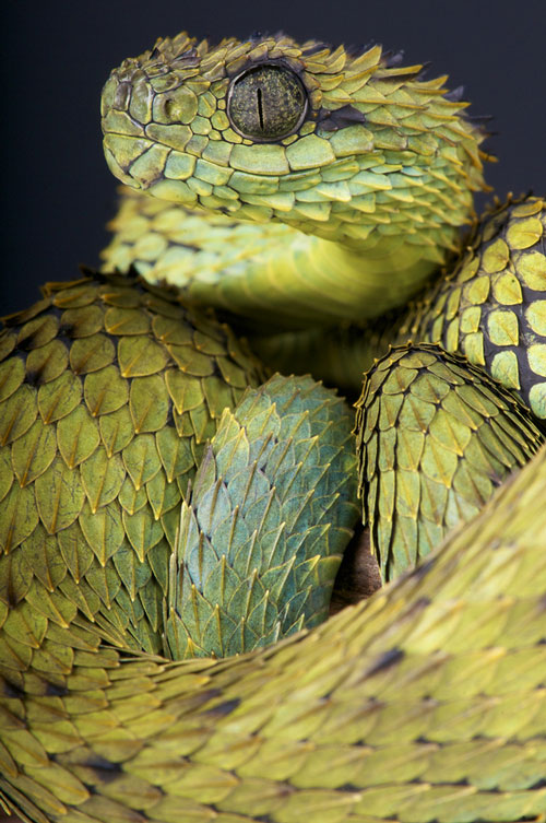 beautiful picture of a bush viper snake