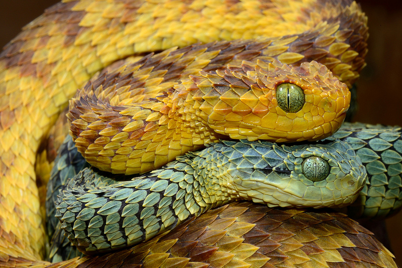 two colorful african bush vipers