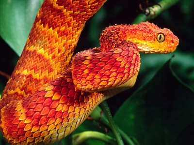 a cool looking orange and red african bush viper snake