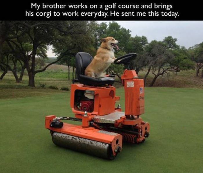 corgi golf - My brother works on a golf course and brings his corgi to work everyday. He sent me this today.