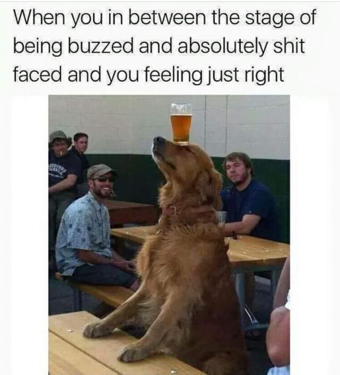 balancing funny dog - When you in between the stage of being buzzed and absolutely shit faced and you feeling just right