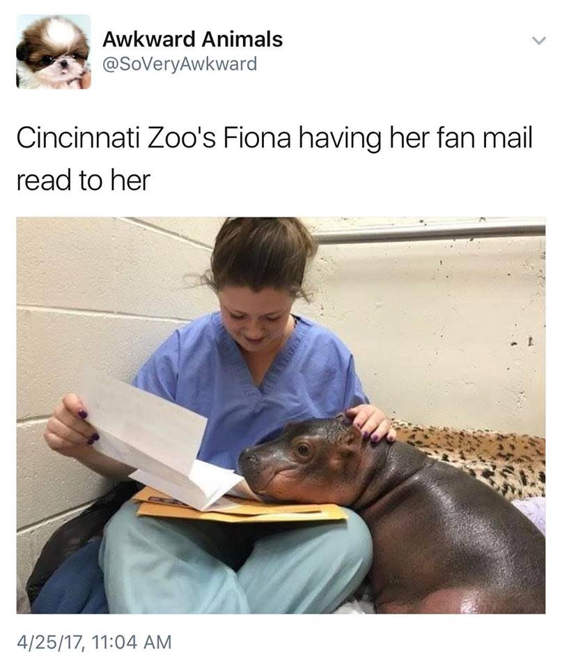 fiona the baby hippo - Awkward Animals Cincinnati Zoo's Fiona having her fan mail read to her 42517,