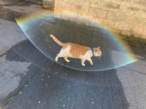 Cat that appears to be inside a rainbow bubble.