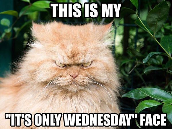 Wednesday humpday meme - wednesday meme funny - This Is My It'S Only Wednesday