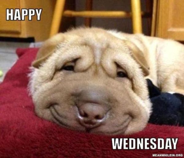 Wednesday humpday meme - happy wednesday meme funny - Happy Wednesday Meanwhilein.Org