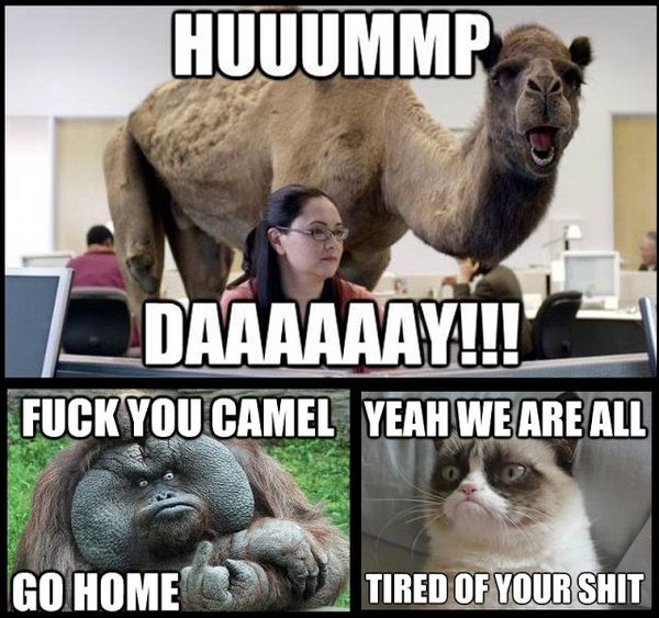 Wednesday meme - bryant-denny stadium - Huuummp Daaaaaay!!! Fuck You Camel Yeah We Are All Go Home Tired Of Your Shit