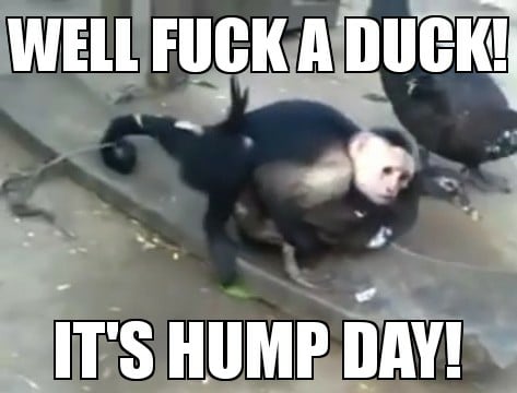 Wednesday humpday meme - banco do brasil - Well Fuck A Duck! It'S Hump Day!