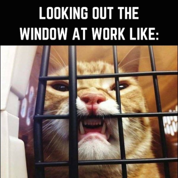 work memes - workplace memes funny - Looking Out The Window At Work