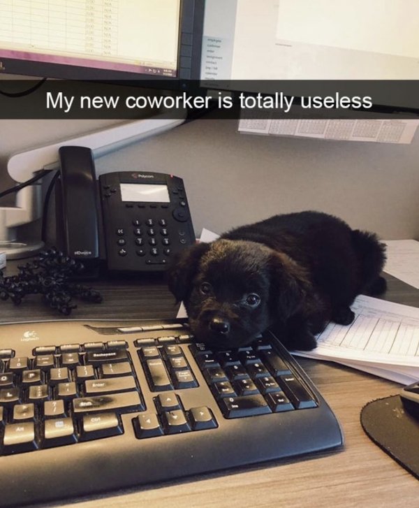 work meme - useless coworker meme - My new coworker is totally useless