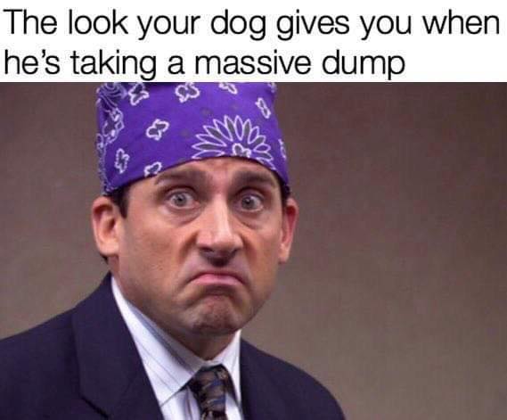 the office memes - michael scott prison mike - The look your dog gives you when he's taking a massive dump