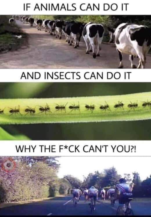 Humour - If Animals Can Do It And Insects Can Do It Why The FCk Can'T You?!