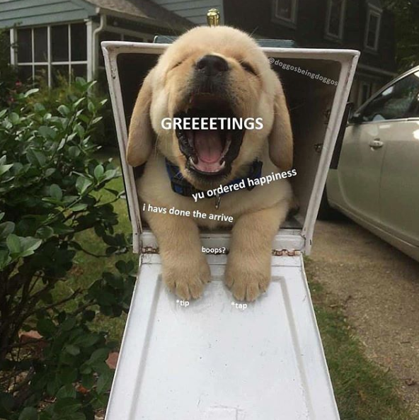 Doggo meme - puppies in mailboxes - doggosbeingoscos Greeeetings yu ordered happiness i havs done the arrive boops