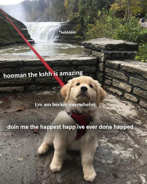 Doggo meme - companion dog - kshhhhh hooman the kshh is amazing I;m am heckin overwhelm doin me the happest happ ive ever done happed