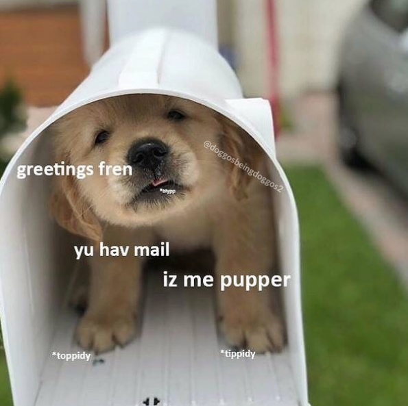 Doggo meme - heckin good boi - greetings fren yu hav mail iz me pupper toppidy tippidy