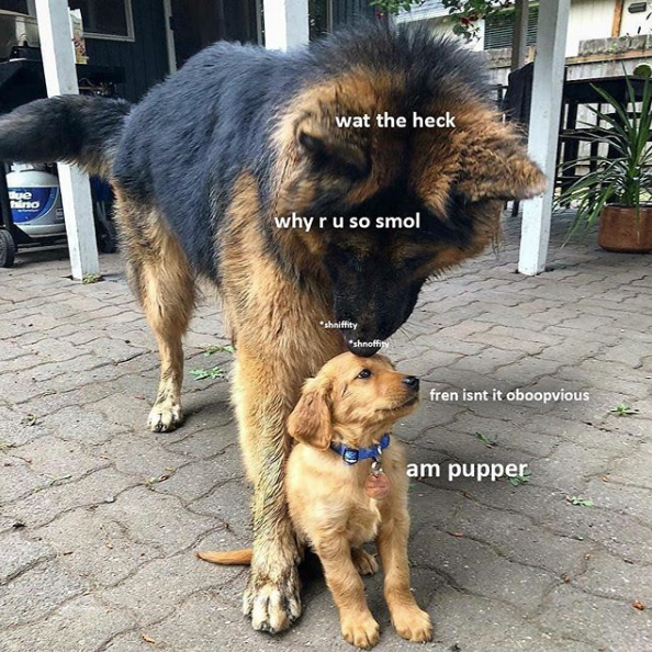 Doggo meme - so smol am pupper - wat the heck why ru so smol fren isnt it oboopvious am pupper