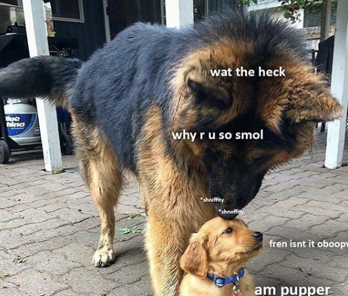 29 HECKIN FUNNY Doggo Memes That Will Keep You Borking All Day Long