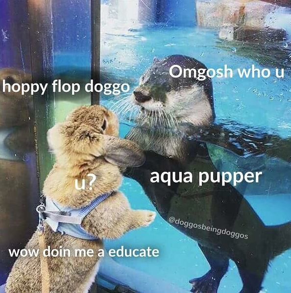 Doggo meme - hoppy flop doggo - Omgosh who u hoppy flop doggo aqua pupper wow doin me a educate