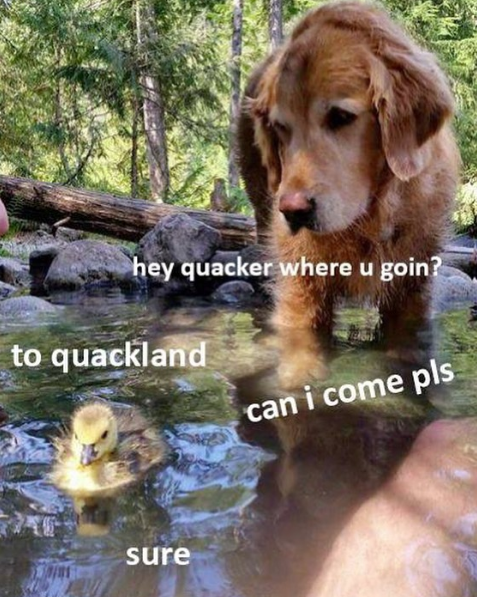 Doggo meme - Dog - hey quacker where u goin? to quackland can i come pls sure