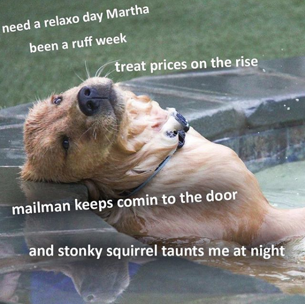 Doggo meme - need a relaxo day Martha been a ruff week treat prices on the rise mailman keeps comin to the door and stonky squirrel taunts me at night