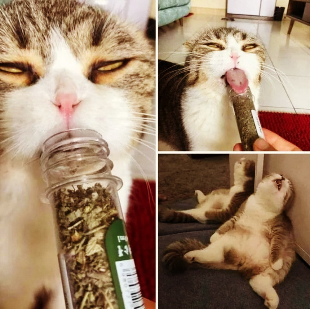cat messed up after catnip