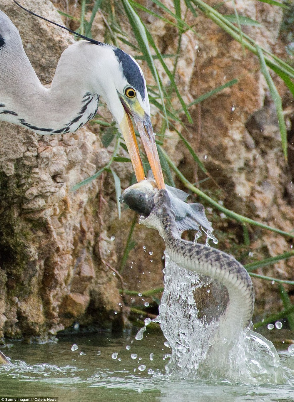 heron stealing a fish from a snake