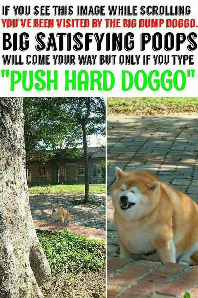 Doggo meme - push hard doggo - If You See This Image While Scrolling You'Ve Been Visited By The Big Dump Doggo. Big Satisfying Poops Will Come Your Way But Only If You Type