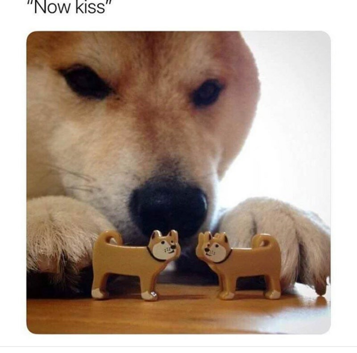 Doggo meme - now kiss meme dog -
