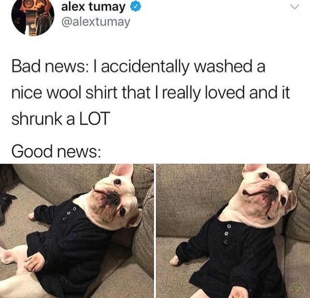Doggo meme - puppy memes - alex tumay Bad news I accidentally washed a nice wool shirt that I really loved and it shrunk a Lot Good news