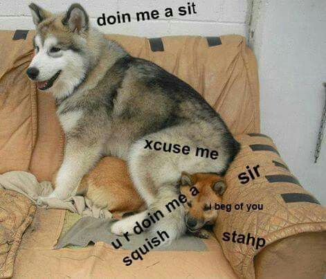 Doggo meme - doggo doin me a squish - doin me a sit xcuse me i beg of you stahp ur doin me a squish
