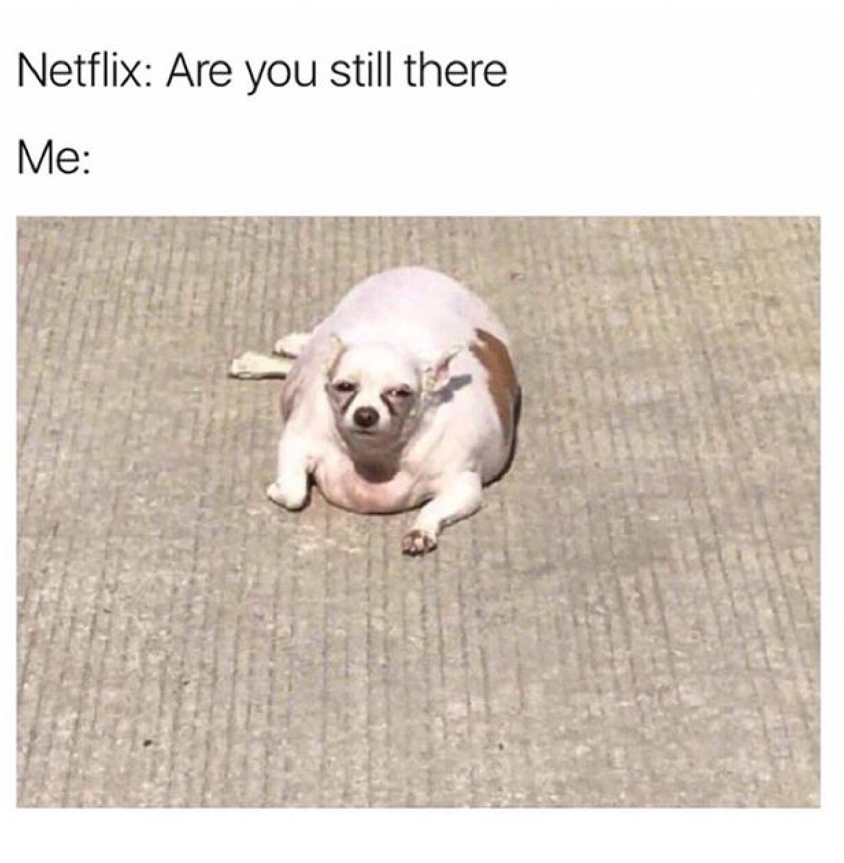 Doggo meme - netflix you still there - Netflix Are you still there Me
